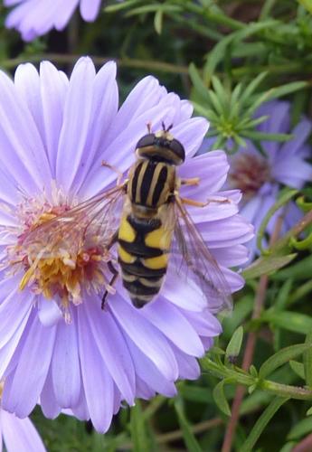 Réf. 239 025 : Helophilus trivittatus
